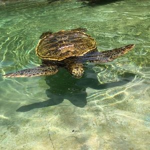 Meet your Posher, Dee